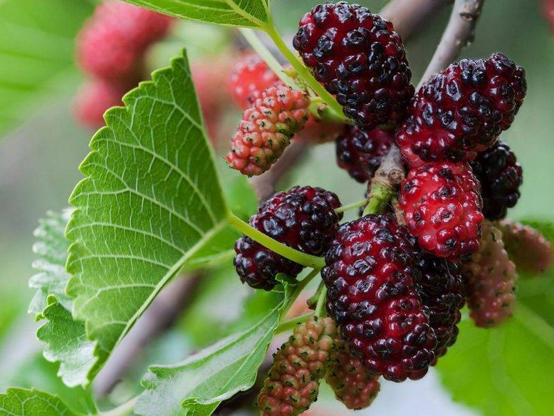Шелковица купить саженцы из питомнике в Мелеузе