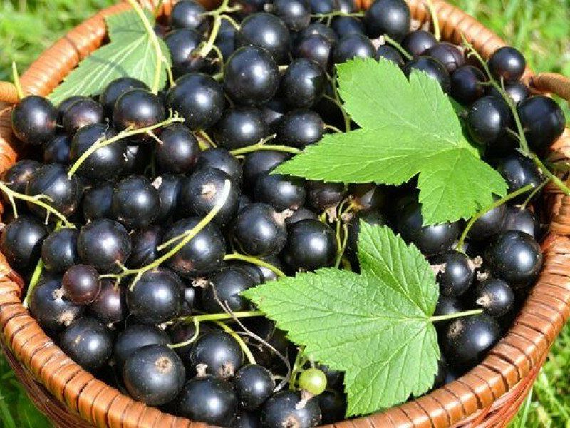 Смородина купить саженцы из питомника в Мелеузе