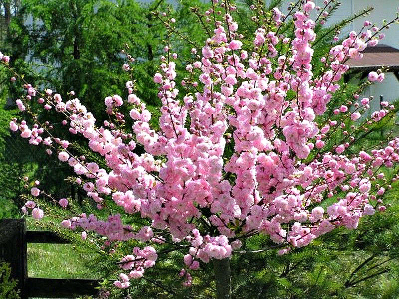 Миндаль купить саженцы из питомника в Мелеузе