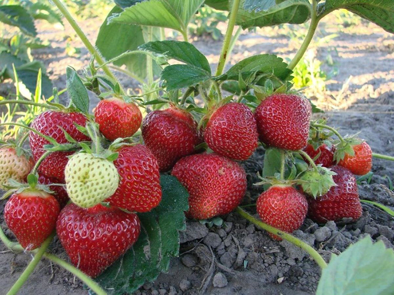 Клубника купить саженцы из питомника в Мелеузе
