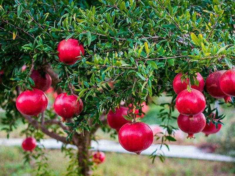Гранат купить саженцы из питомника в Мелеузе