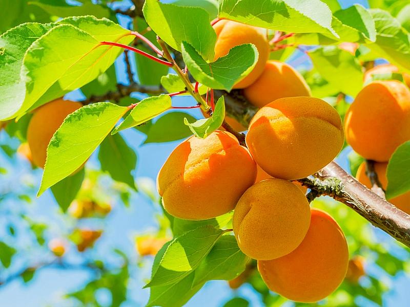 Абрикос купить саженцы из питомнике в Мелеузе