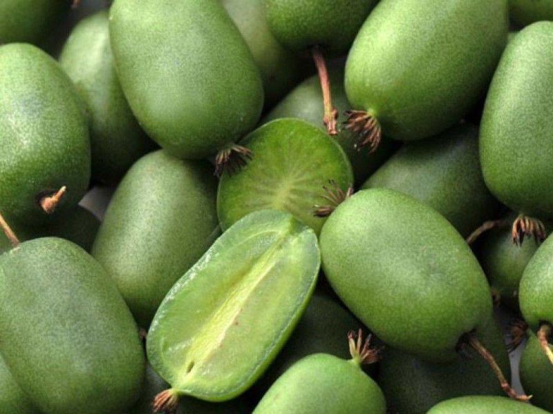 Актинидия купить саженцы из питомнике в Мелеузе