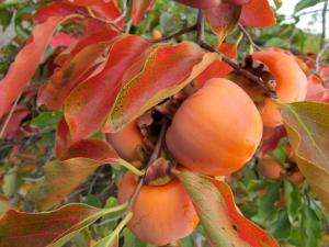 Хурма "ГОРА ГОВЕРЛА" (октябрь)