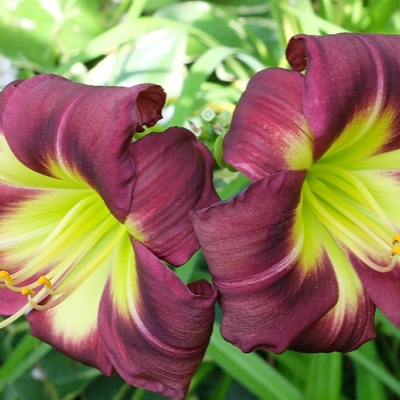 Лилейник "НАЙТ БЕКОН"
