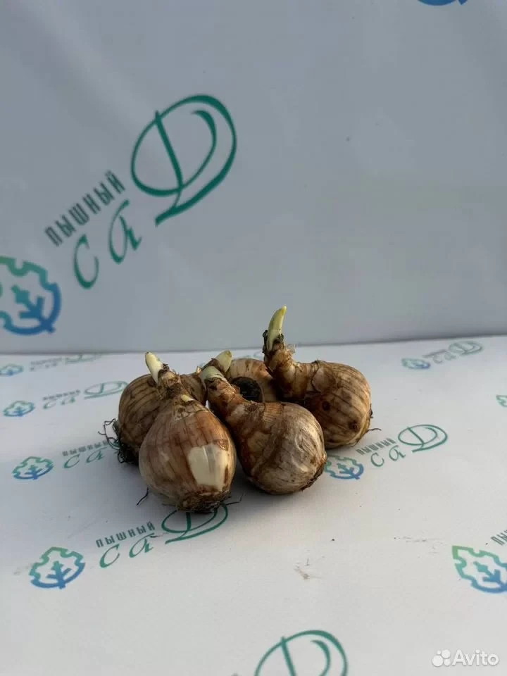 Нарцисс "ТАУРУС" (5 штук)