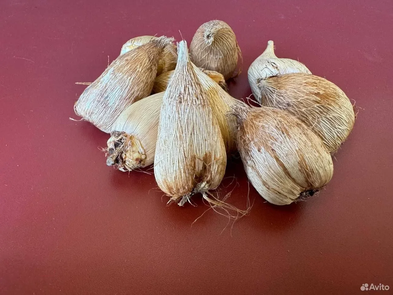 Фрезия Душистая луковицы 10 шт.